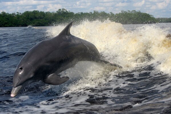 Dolphin jumps out of the sea waves