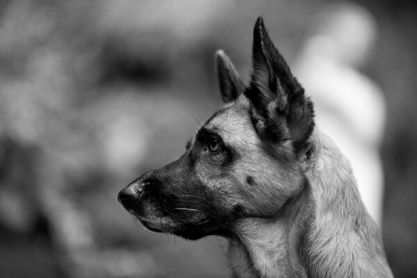 Schwarz-Weiß-Foto des Schäferhundes