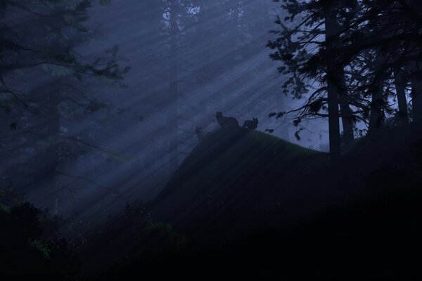 Three wolves on a hillock in the rays of light