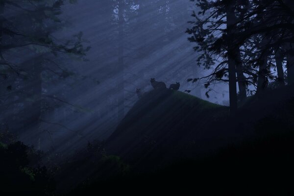 Tre lupi su una collina nei raggi di luce