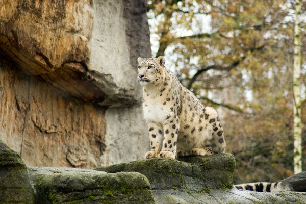 Schöner Leopard ruht sich vor der Jagd aus