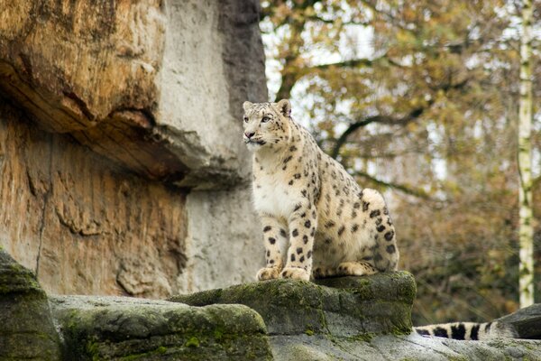 Beau léopard se repose avant la chasse