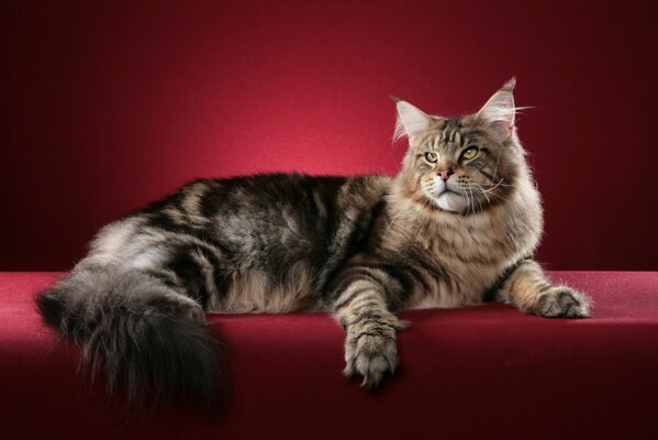 Die Maine Coon-Katze auf der Ausstellung