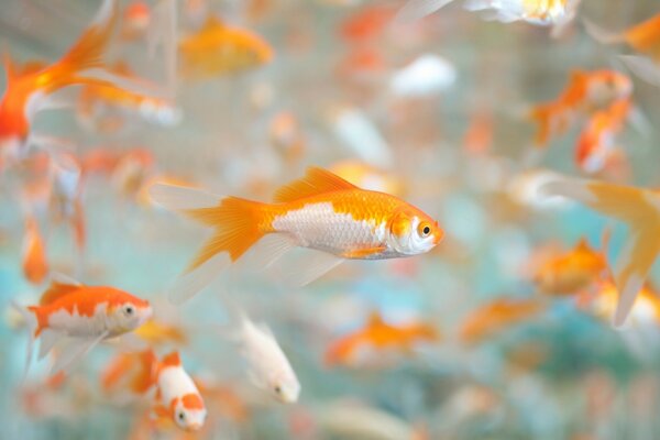 Aquarium Wasser Fisch Bokeh