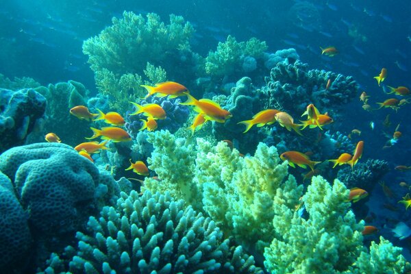 Los peces nadan entre los corales