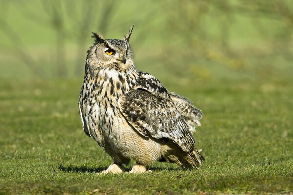 Hibou, hibou européen, beauté