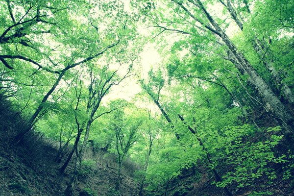 Cielo dalla gola nella foresta verde