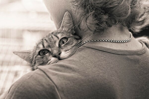 El gato abraza a su amante