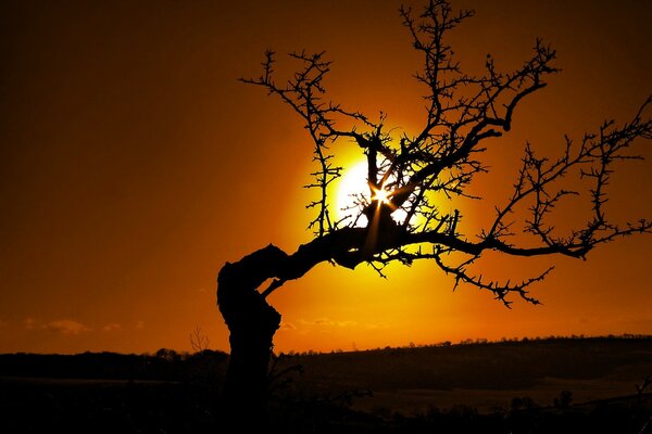 The setting sun shines through the branches of a tree