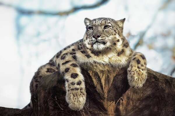 Ein Leopard ruht auf einem Stein