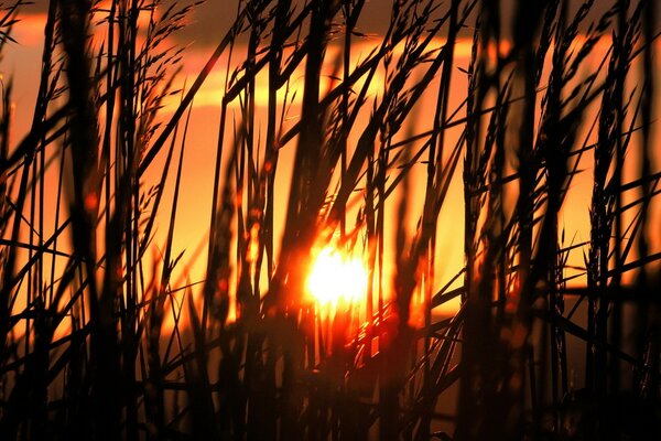 Walking through the sunset meeting field