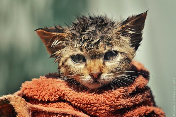 Mokry Kot w ręczniku zasmucony