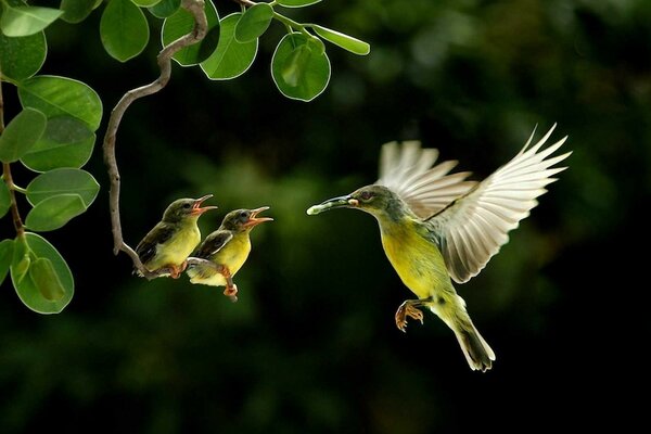 Hummingbird feeding chicks