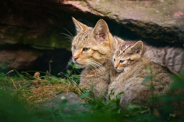 Gatos salvajes peligrosos: madre y cachorro