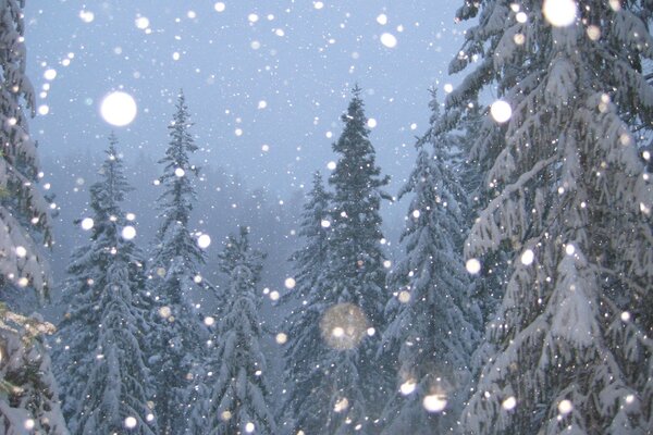 Inverno. Abeti innevati e neve che cade