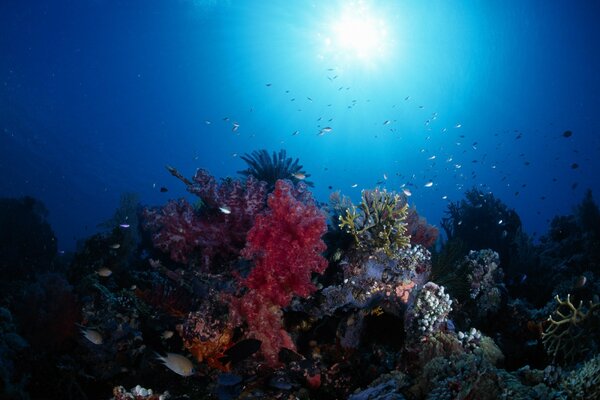 Poissons au récif Corral multicolore