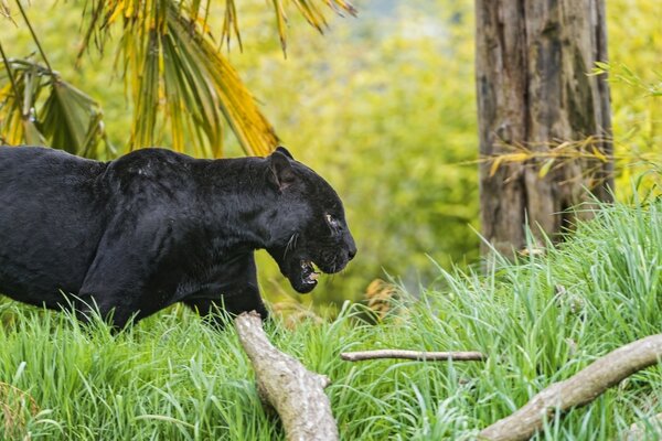 Black panther in the natural environment