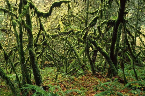 Plexus d arbres bizarres dans la mousse