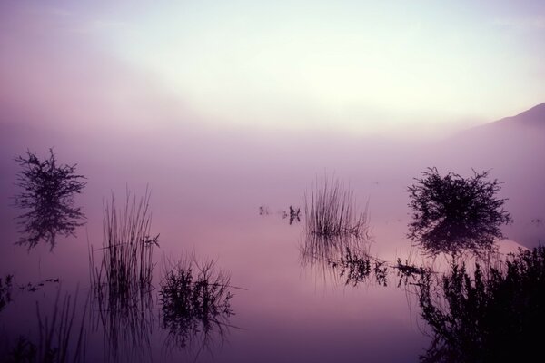 Bushes on a foggy swamp in the morning