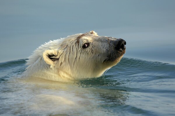 Oso polar flotando en el agua