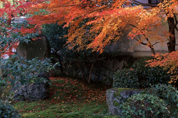 Gelbes Laub des japanischen Gartens über Steinblöcken