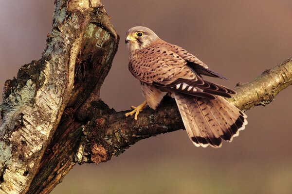 Pájaro halcón sentado en una rama