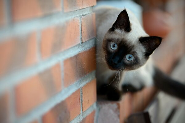 Die siamesische Katze an der Wand