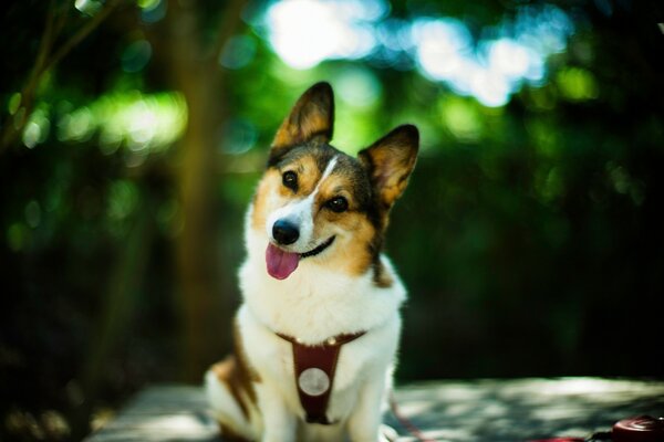 Vue du chien bokeh, ami de l homme