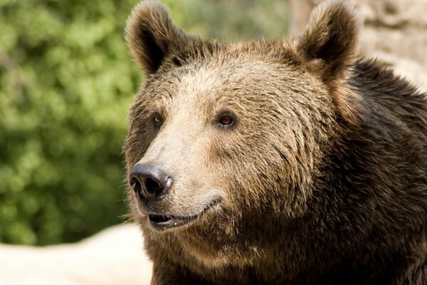 A real Russian bear smiles