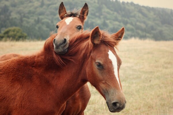 A pair of horses in a nature reserve