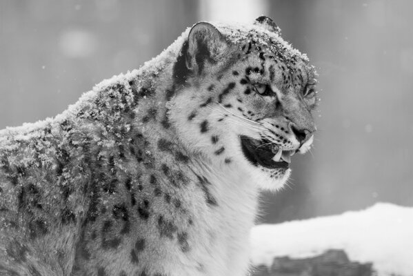 Toothy black and white leopard in winter
