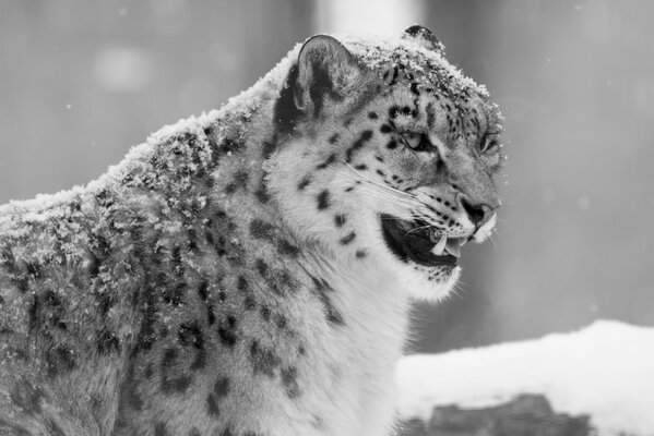 Léopard noir et blanc à dents en hiver