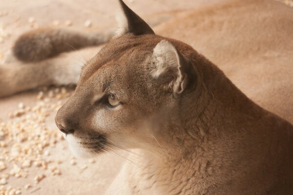 Wild cat cougar guarda appassionatamente in lontananza