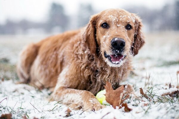 Labrador Hund im Winter im Schnee