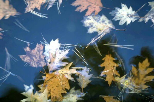 Herbstblätter fielen ins Wasser