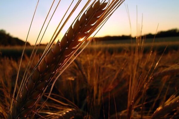 Épi dans les rayons du soleil sur le terrain