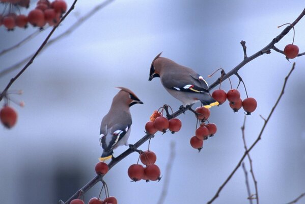 Waxwing su un ramo cosparso di bacche rosse