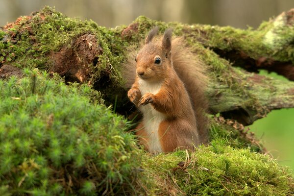 Das Eichhörnchen hob seine Pfoten hoch. Grüner Hintergrund