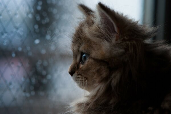 Chaton mignon regarde par la fenêtre