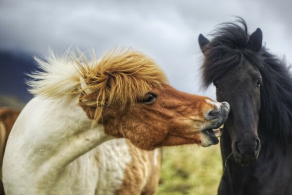 Representación pictórica estética de los caballos