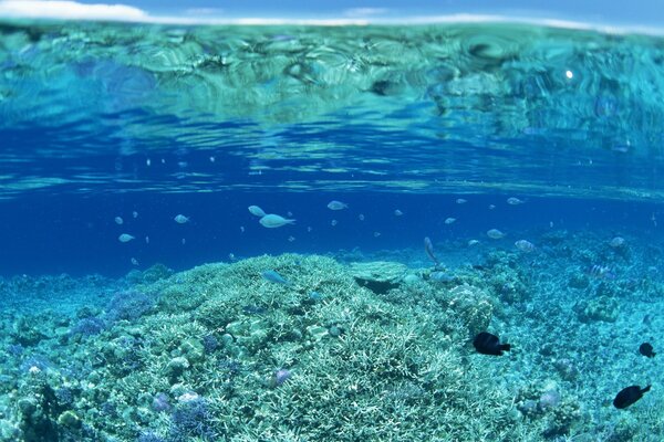 Mundo submarino, arrecifes de Coral con peces