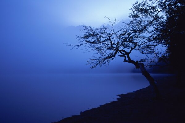 Cupa costa blu con un albero solitario