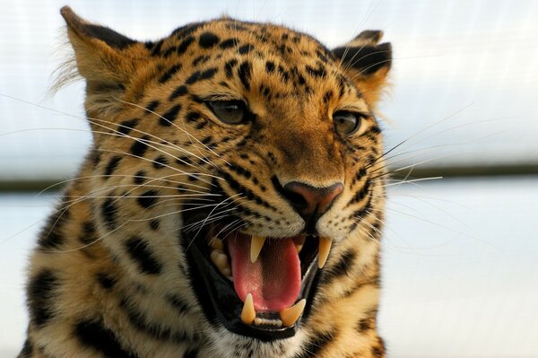 Wildkatze Leopard entblößt Eckzähne