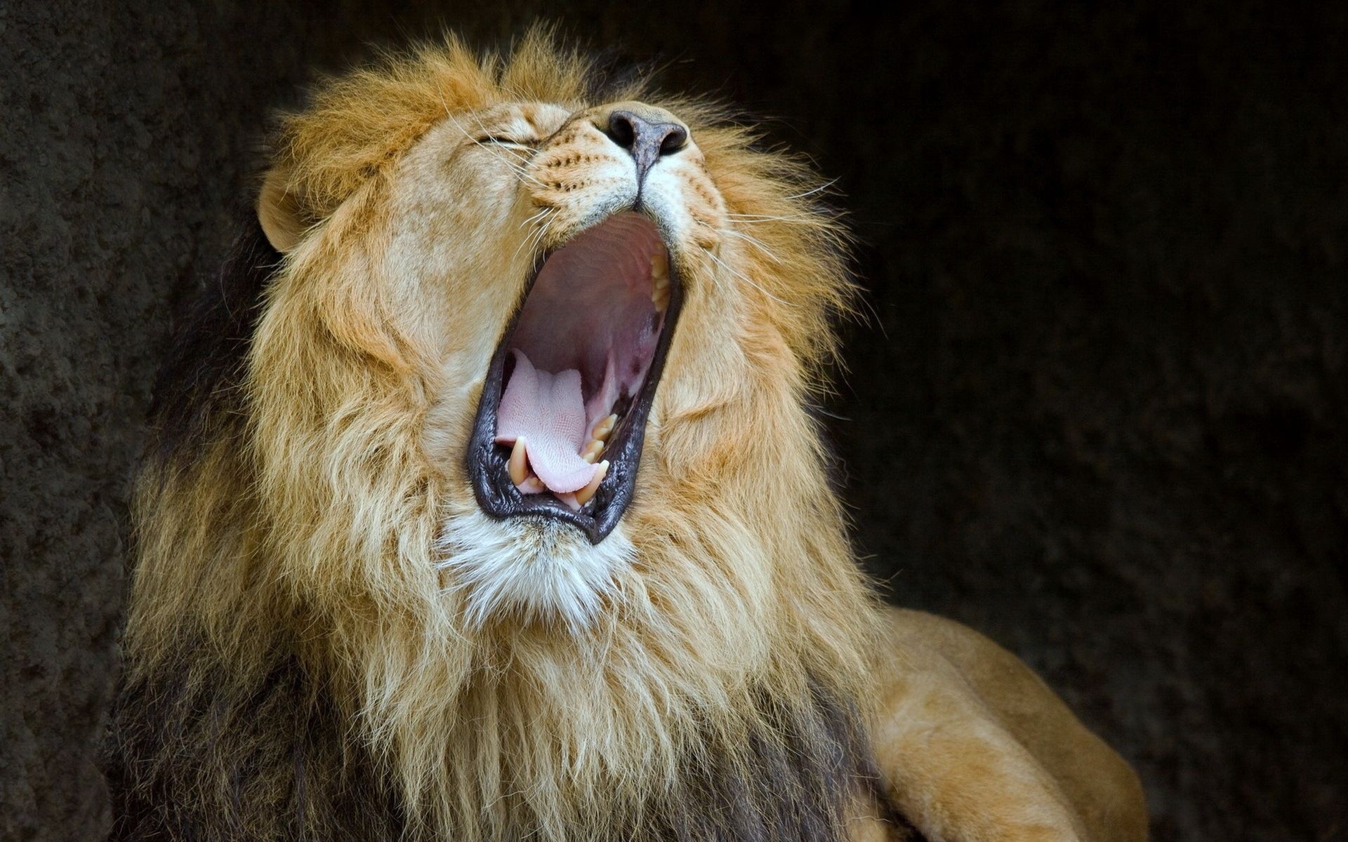 depredador león boca