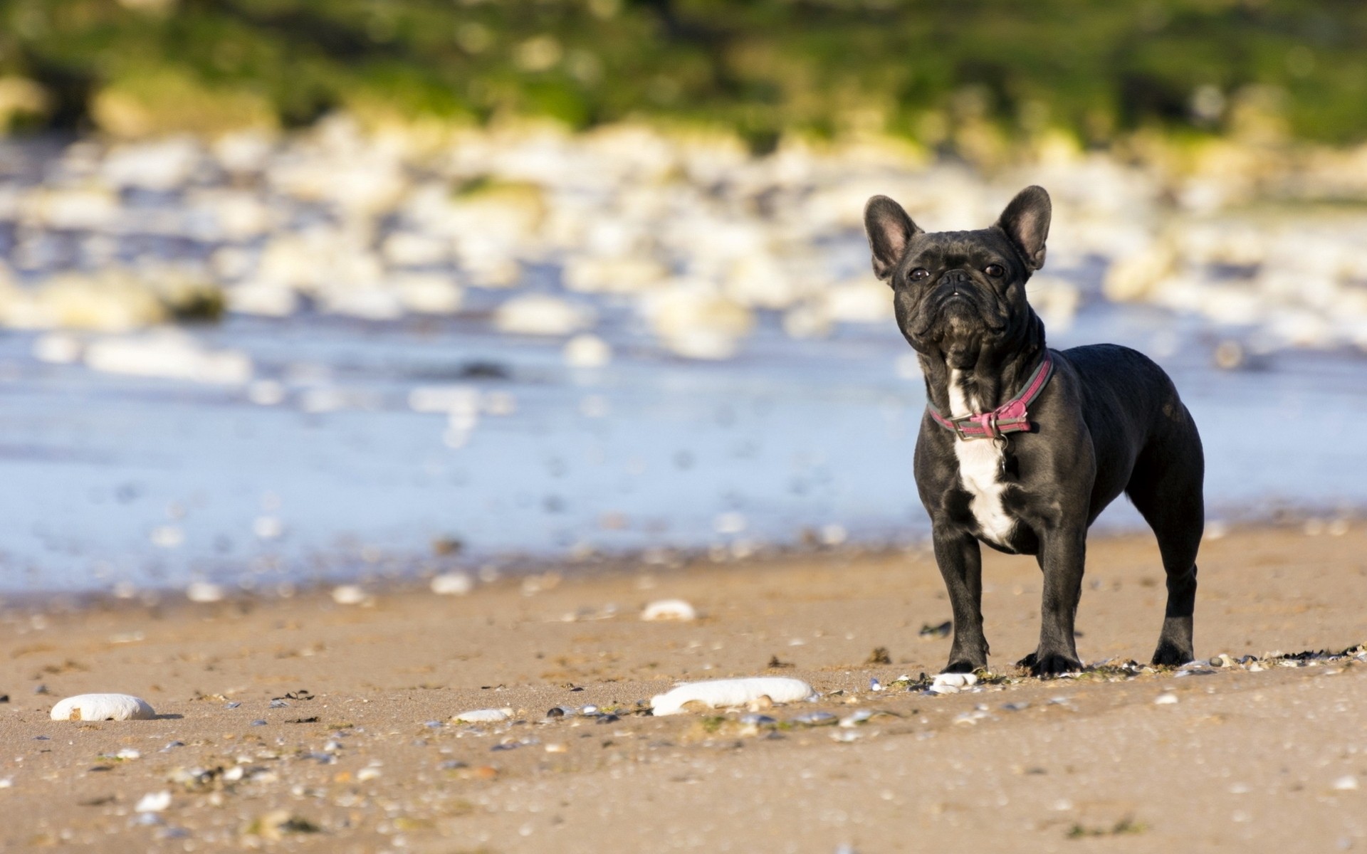 chien ami bouledogue français