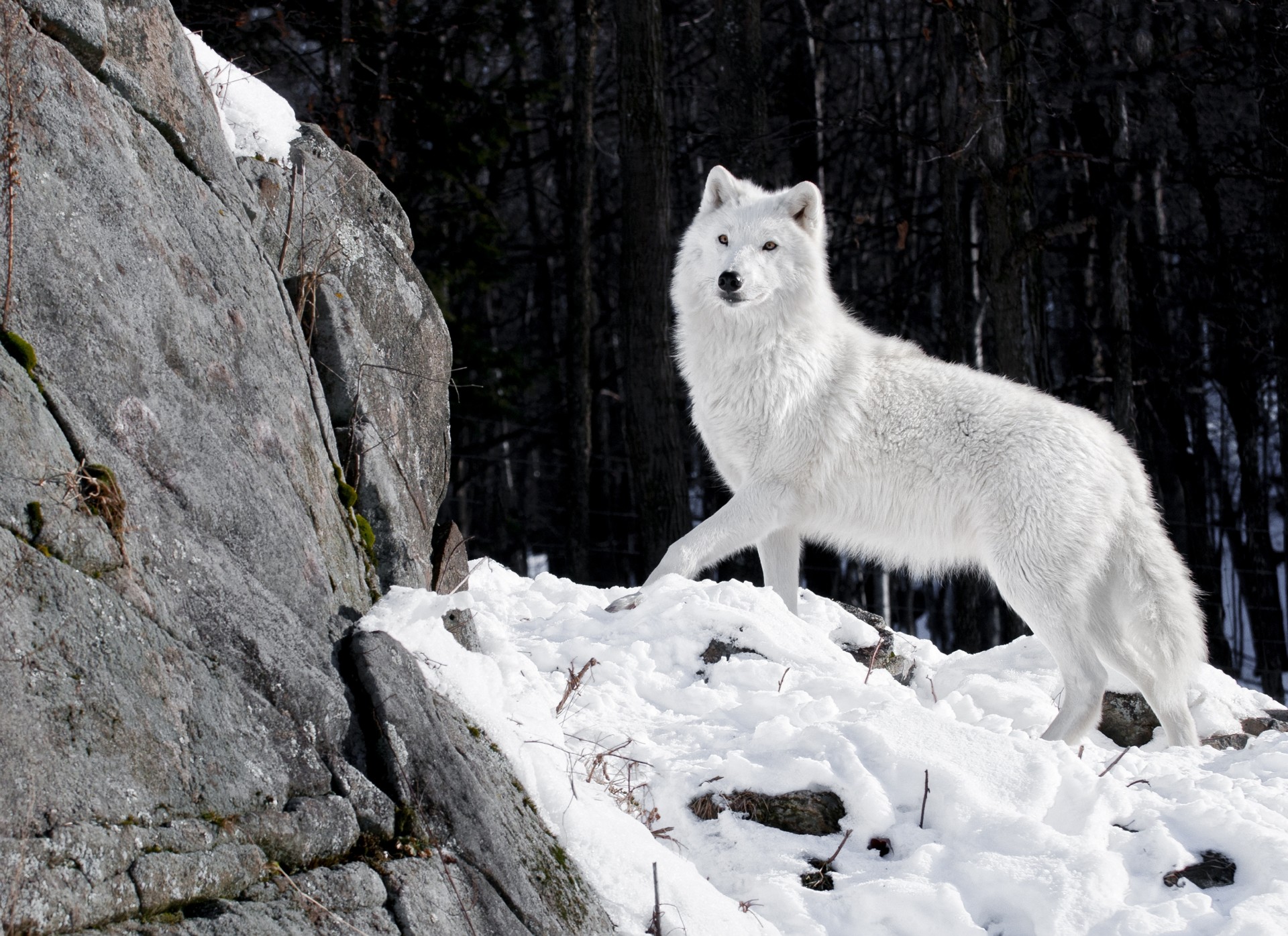 piedras depredador lobo bosque nieve invierno blanco