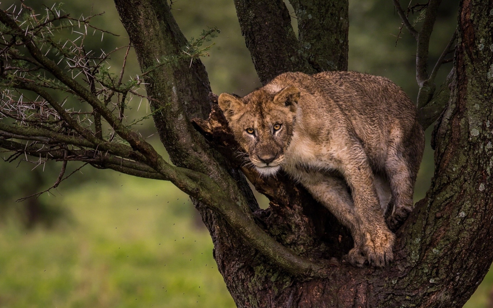 león león árbol