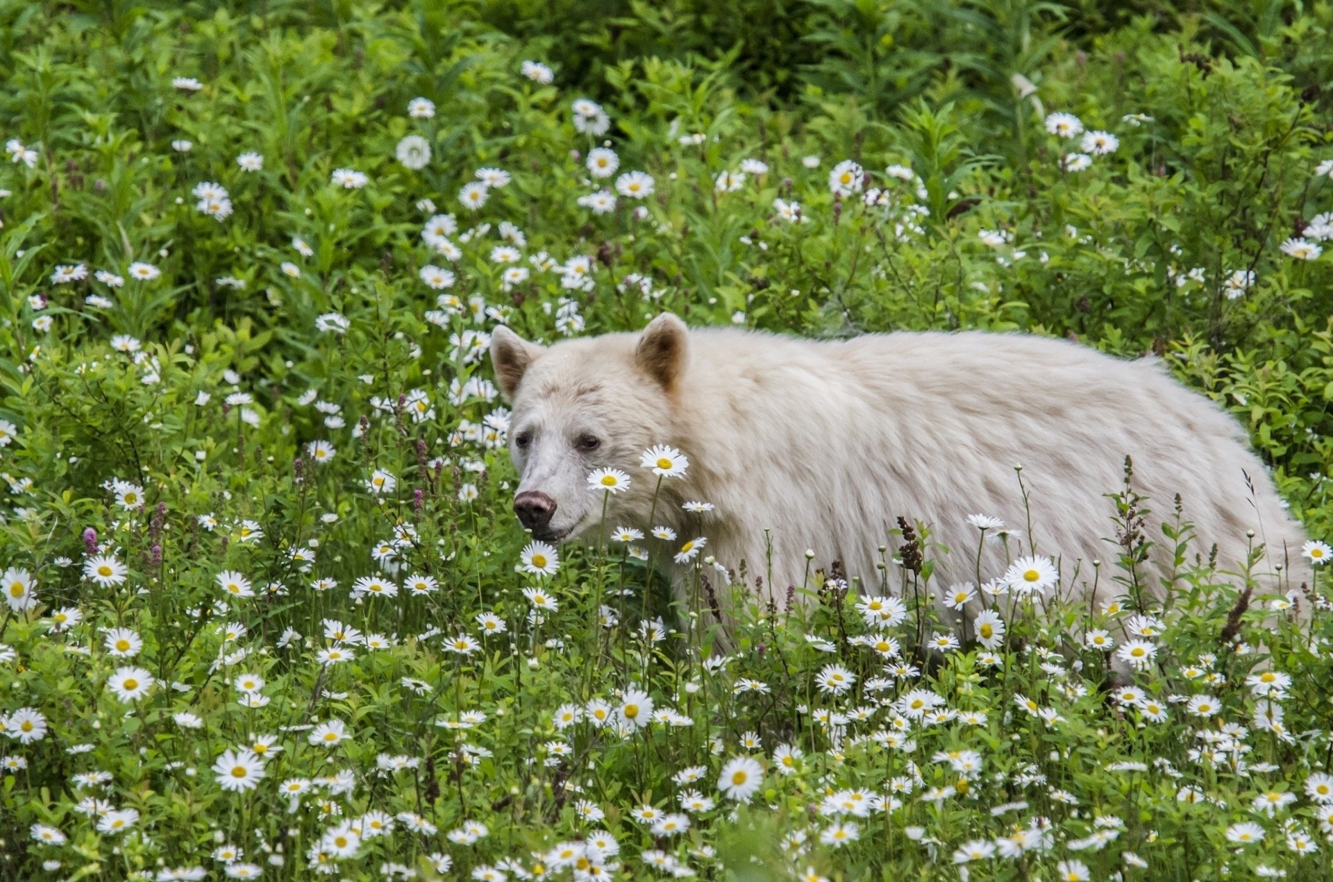 chamomile bear flower