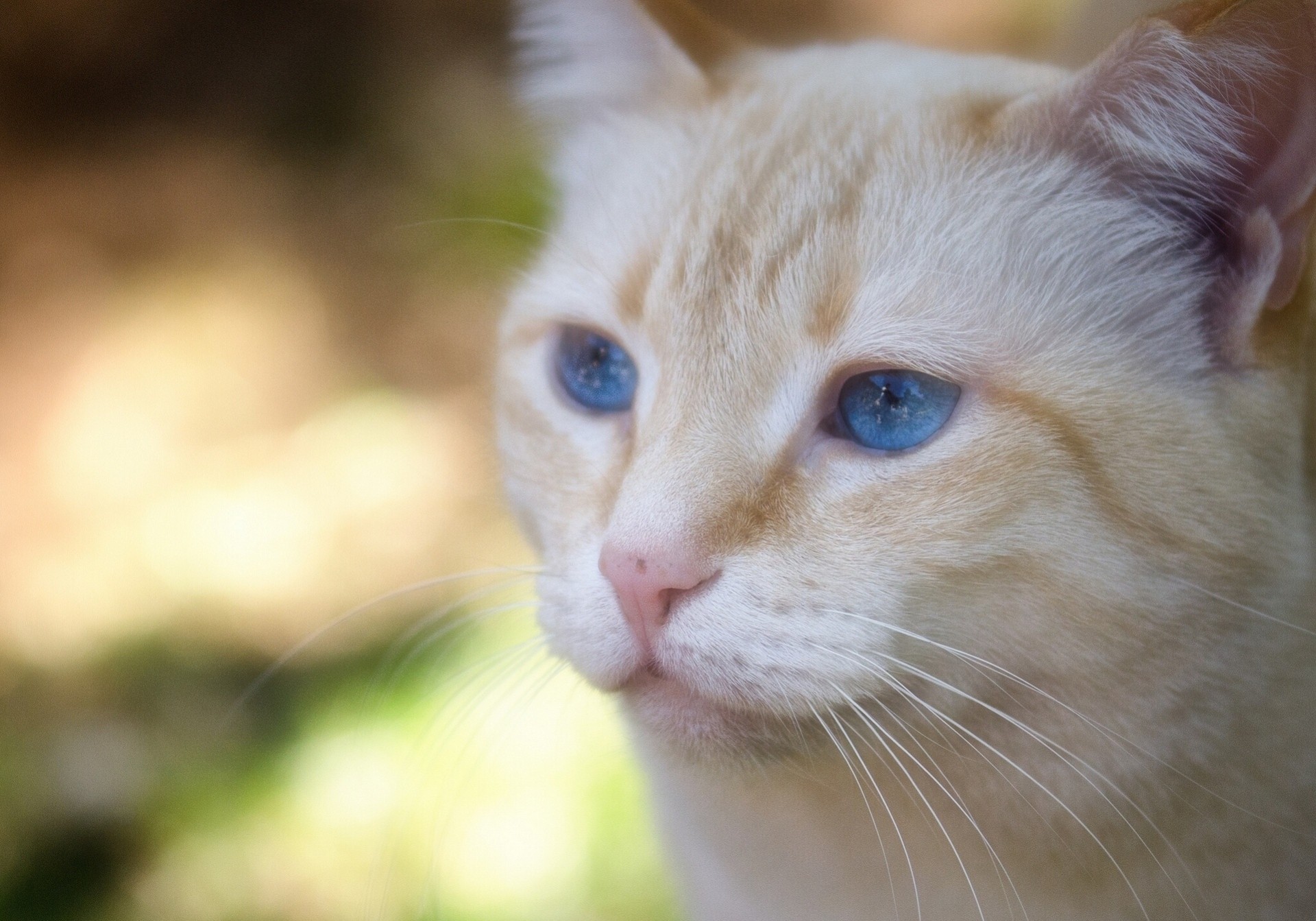 ojos azules caballo de shayr gato retrato