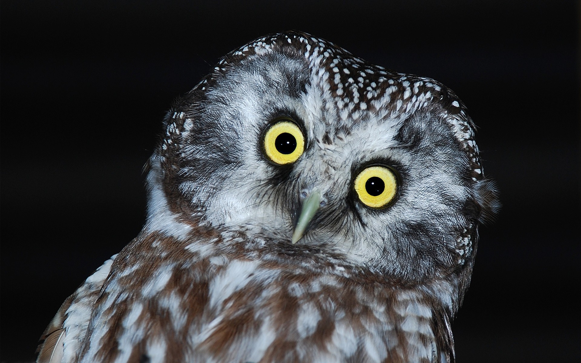 vögel federn dunkler hintergrund eule kopf